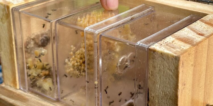 Meliponário Pai e Filhos