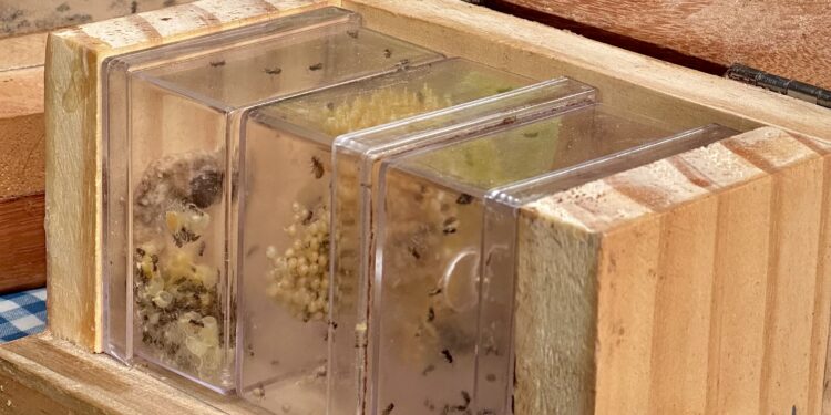 Meliponário Pai e Filhos